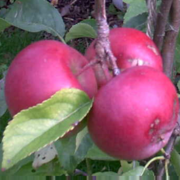 Apple: Whitwick Pippin