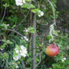 Apple: Whitwick Pippin