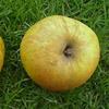 Apple: Burford Yellow