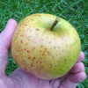 Apple: Mere Pippin