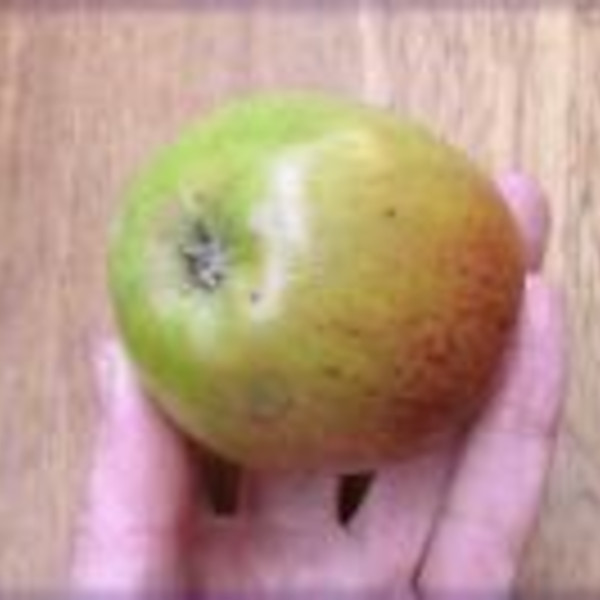 Apple: Croft Late