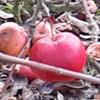 Apple: Bellida
