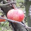 Apple: Bellida