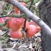 Apple: Bellida