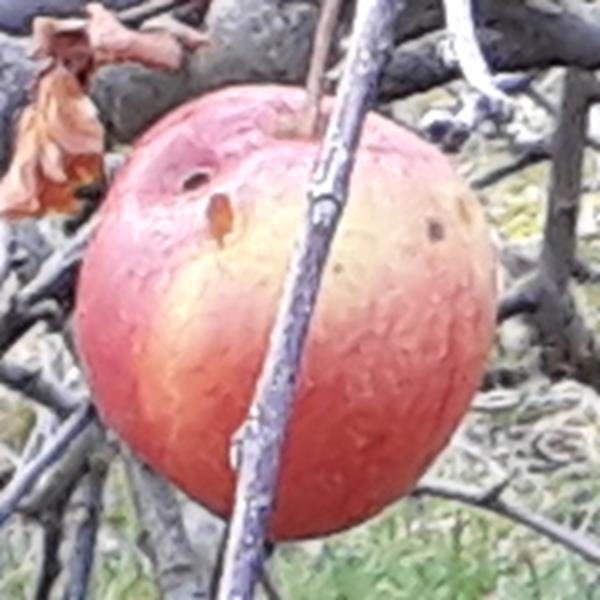 Apple: Brak