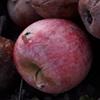 Apple: Brighton