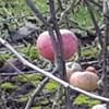 Apple: Brighton