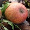 Apple: Doux Normandie
