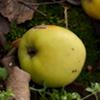 Apple: Dunkertons Late
