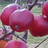 Apple: Forex