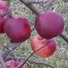 Apple: Forex