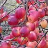 Apple: Forex