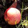 Apple: Fukutami