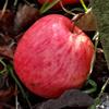 Apple: Fukutami
