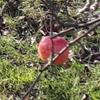 Apple: Fukutami