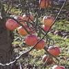 Apple: Fukutami