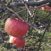 Apple: Fukutami