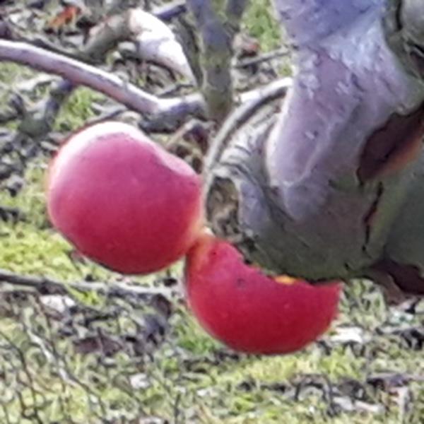 Apple: Glengyle Red