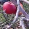 Apple: Glengyle Red