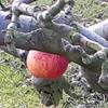 Apple: Glengyle Red