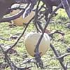 Apple: Gruner Calviner