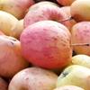 Apple: Horei
