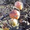 Apple: Horei