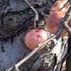 Apple: Horei
