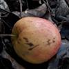 Apple: Jose Gold