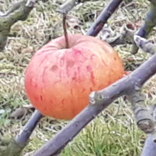Apple: Jose Gold