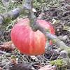 Apple: Jose Gold