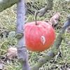 Apple: Jose Gold