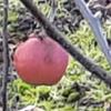 Apple: Kinkead Red Spy