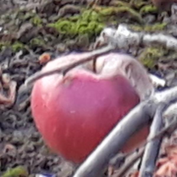 Apple: Kinkead Red Spy