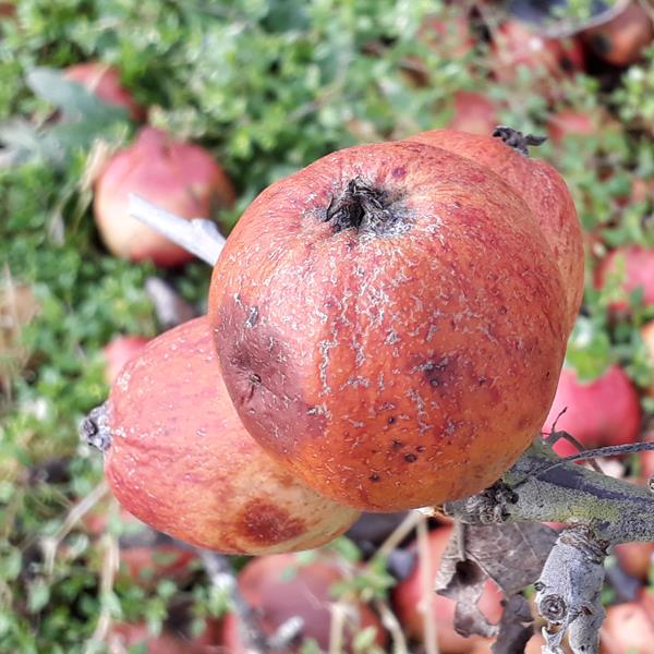 Apple: Langworthy