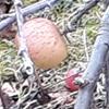 Apple: Milwa