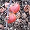 Apple: Milwa