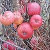 Apple: Milwa