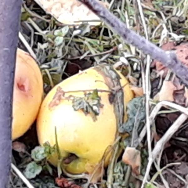 Apple: Northern Lady