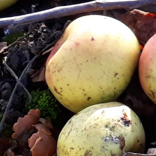Apple: Rosa del Caldaro