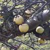 Apple: Rosa del Caldaro
