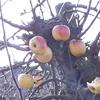 Apple: Rosa del Caldaro
