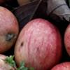 Apple: Tardive Forestier