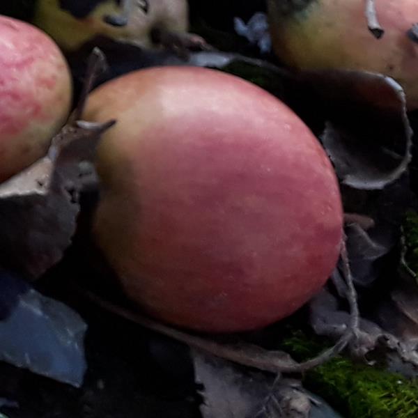 Apple: Tardive Forestier