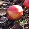Apple: Udale