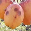 Apple: Udale