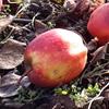 Apple: Udale
