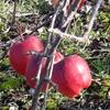 Apple: Udale