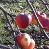 Apple: Udale