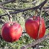 Apple: Udale